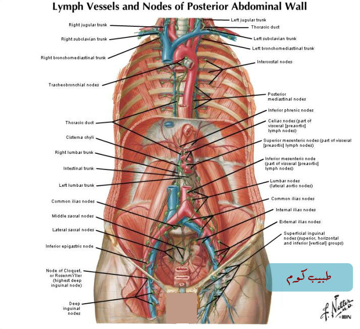 لديك غدة لمفاوية منتفخة إليكم الأسباب مع الصور - منتديات طبيب